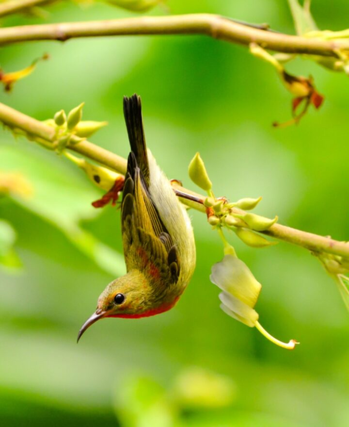 Sunbirds are naturally curious. Image via Shutterstock.com