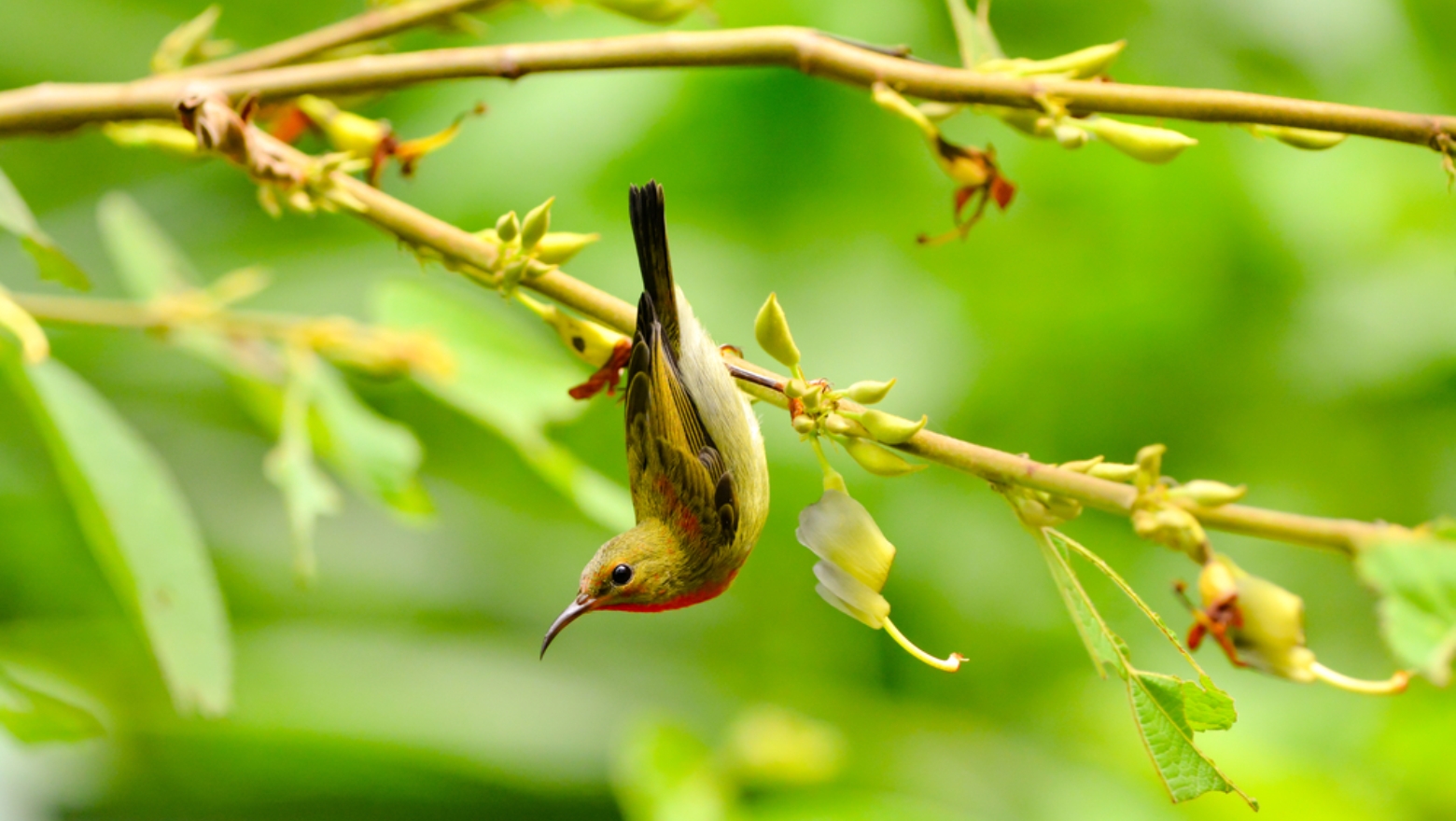 Sunbirds are naturally curious. Image via Shutterstock.com