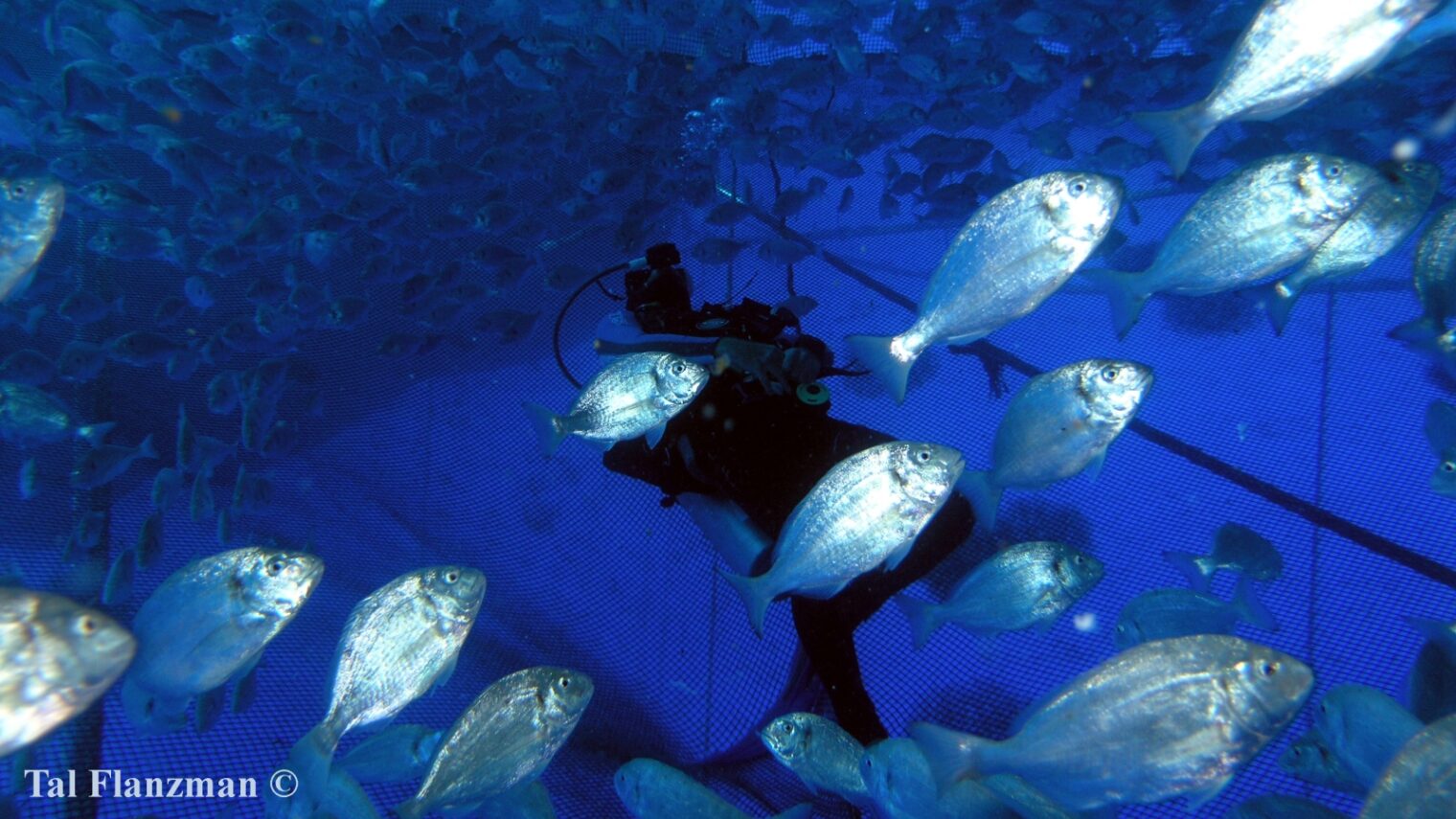 Fish are raised in flexible cages in the sea using the Subflex system. Photo by Tal Flanzman