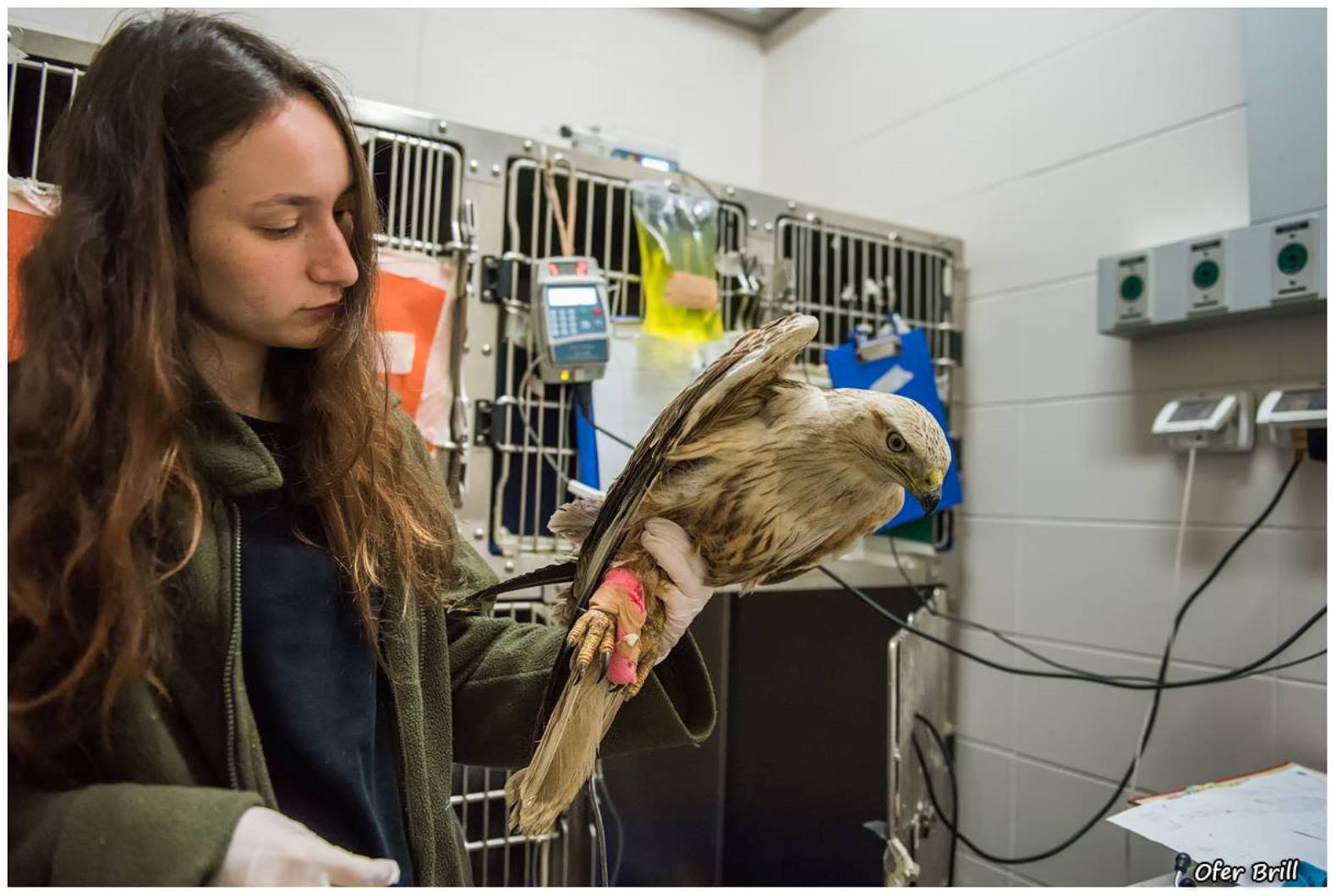 A long-legged buzzard received a blood transfusion at the Israeli Wildlife Hospital. Photo by Ofer Brill