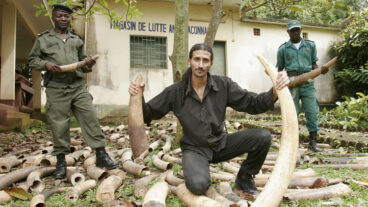 Ofir Drori’s EAGLE Network builds cases against traffickers of ivory and other illegal products from the African bush. Photo: courtesy
