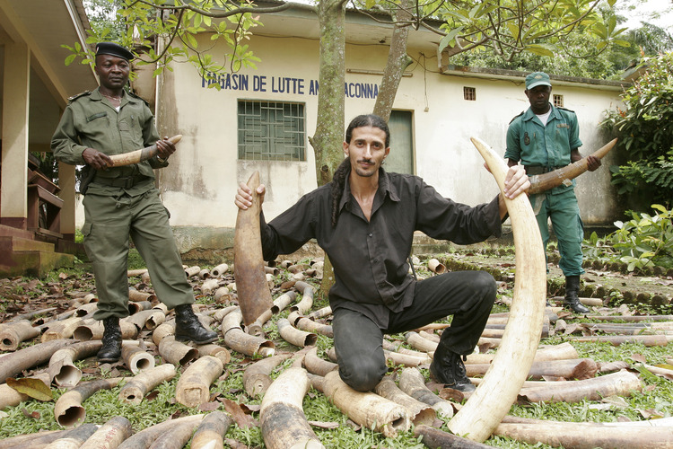 Ofir Drori’s EAGLE Network builds cases against traffickers of ivory and other illegal products from the African bush. Photo: courtesy
