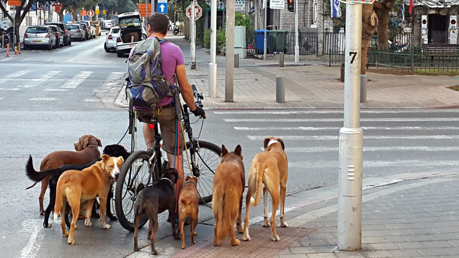 A dog walker doing his duty on Rothschild Boulevard in Tel Aviv. Photo by Dror Garti/FLASH90