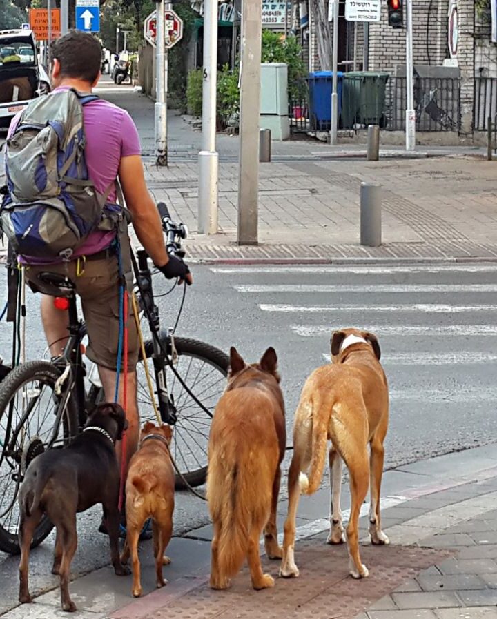 A dog walker doing his duty on Rothschild Boulevard in Tel Aviv. Photo by Dror Garti/FLASH90