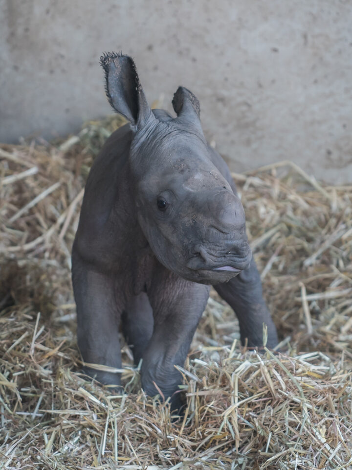 The Zoological Center of Tel Aviv-Ramat Gan welcomes rhino No.28. Photo by Shai Ben Naftali