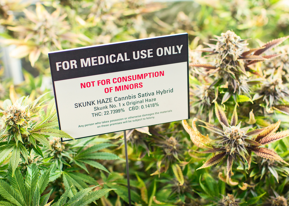 Growing medical marijuana. Photo via Shutterstock