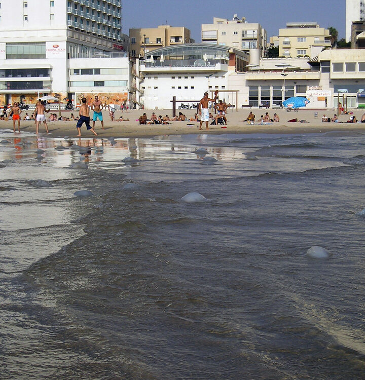 Tel Aviv beachgoers beware of jellyfish. Photo via Shutterstock.com