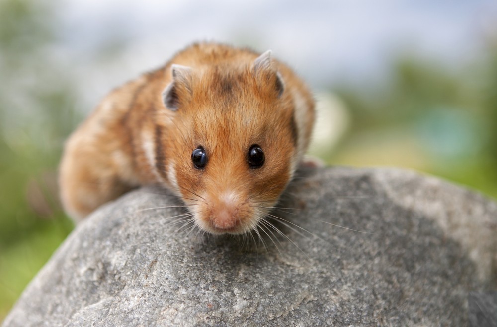How Long Do Hamsters Live? (As Pets & In The Wild)