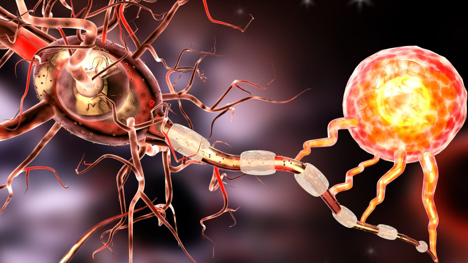 3D illustration of nerve cells via Shutterstock.com