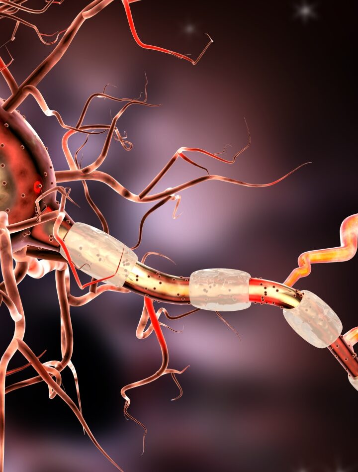 3D illustration of nerve cells via Shutterstock.com