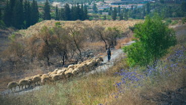 "Sheep in Abu Gosh" by Elad Matityahu