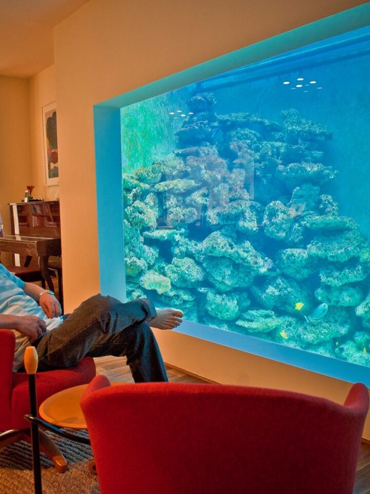 Eli Fruchter’s home reef holds 150 fish plus corals. Photo via Facebook/ElisReefAquarium