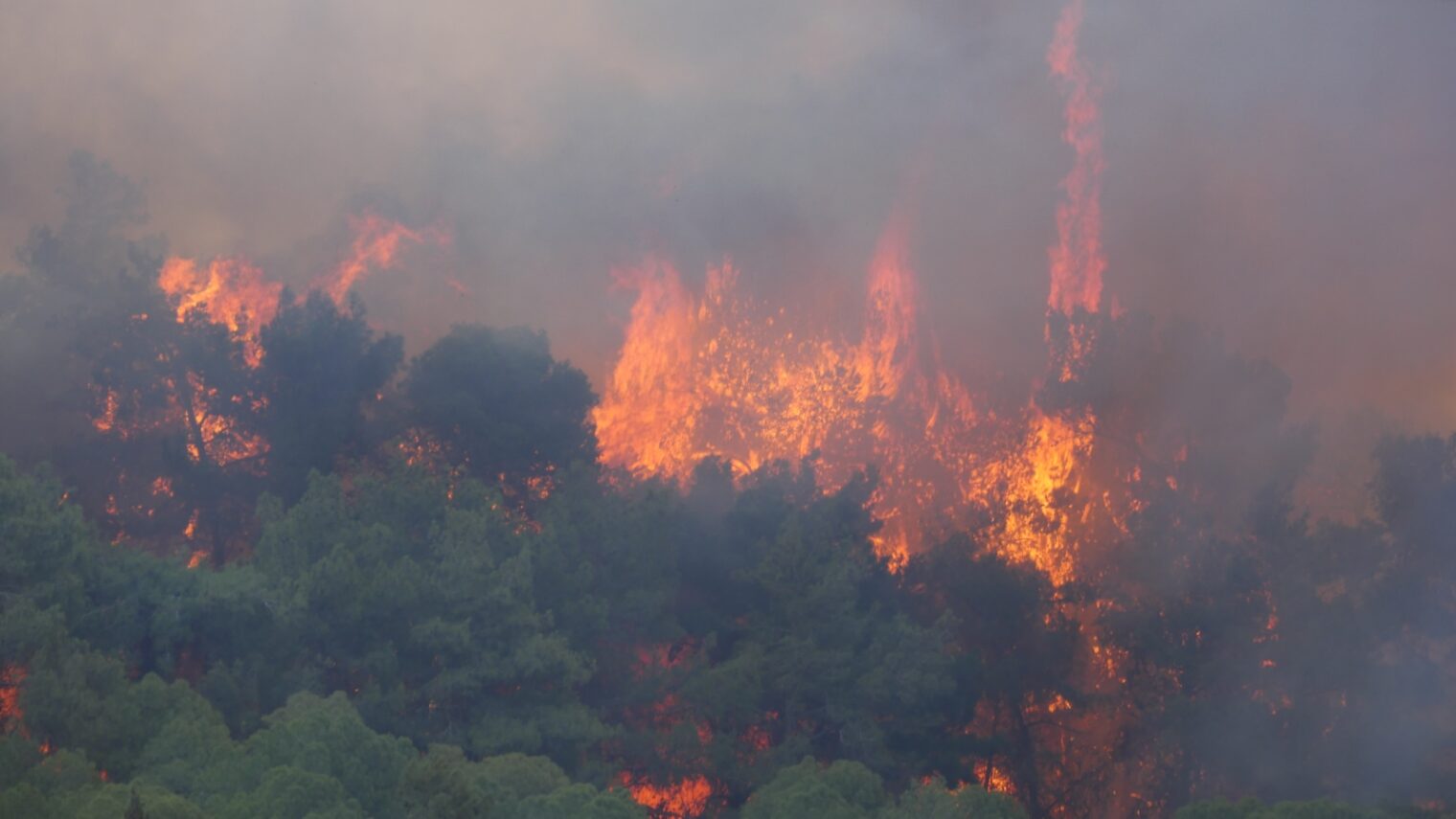 Flame and smoke engulfing trees in Haifa. Photo courtesy of Haifa municipality