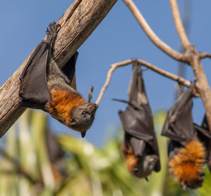 Fruit bats hanging from a branch. Photo via Shutterstock