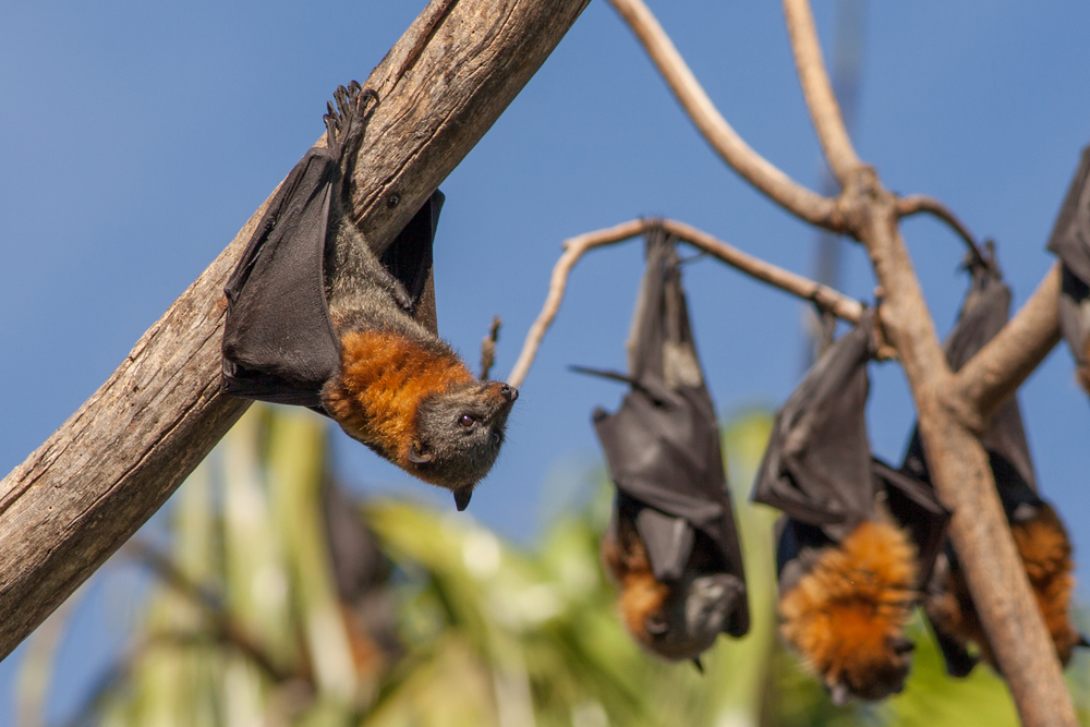 Fruit bats hanging from a branch. Photo via Shutterstock