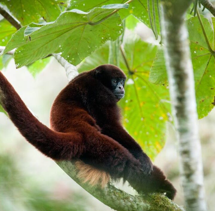 Yellow-tailed woolly monkey is an endangered species. Photo via NPC
