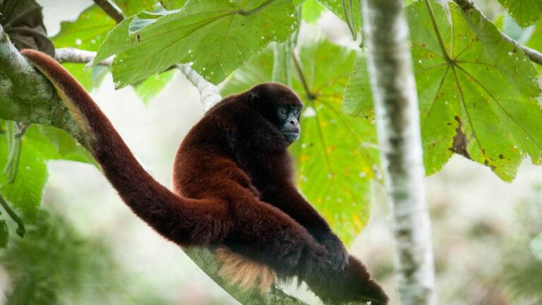 Yellow-tailed woolly monkey is an endangered species. Photo via NPC