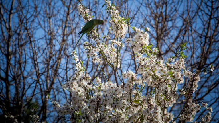 A parrot sits on an almond tree blooming in Jerusalem on February 17, 2016. Photo by Nati Shohat/FLASH90