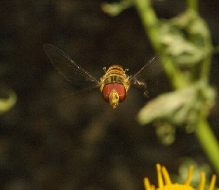 Hoverfly. Photo courtesy
