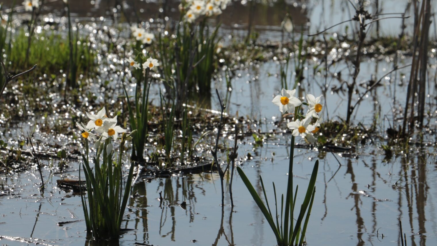 Narcissi are once again blooming in the Kishon River. Photo by Olga Vdov/Kishon River Authority