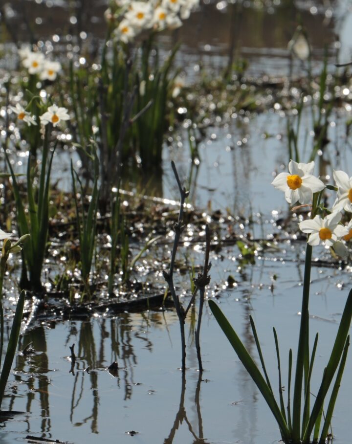 Narcissi are once again blooming in the Kishon River. Photo by Olga Vdov/Kishon River Authority