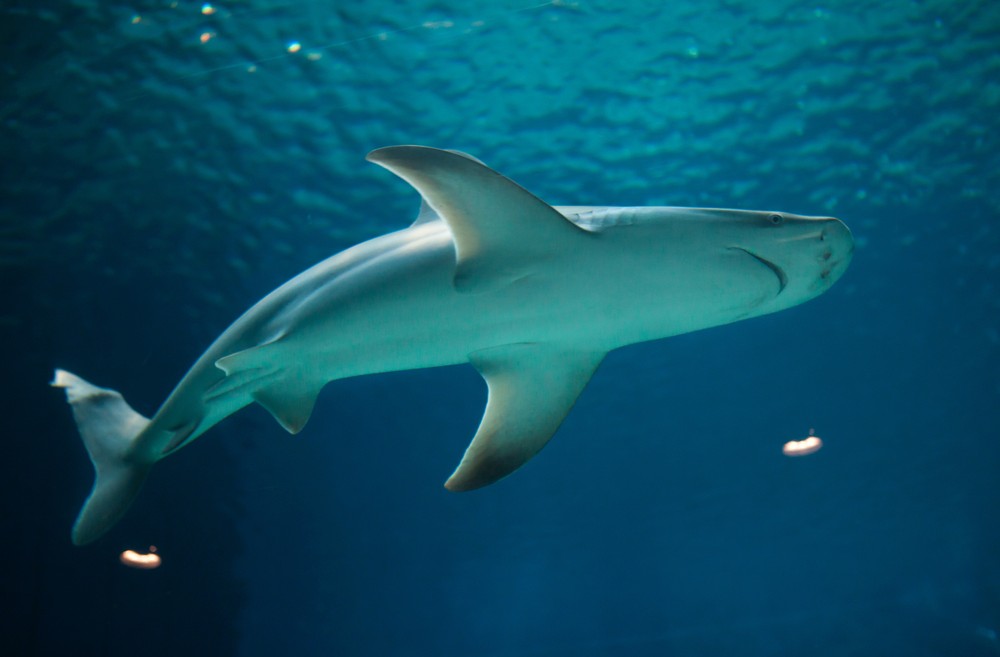 A sandbar shark. Photo via Shutterstock.com