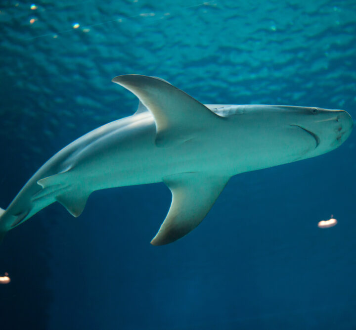 A sandbar shark. Photo via Shutterstock.com