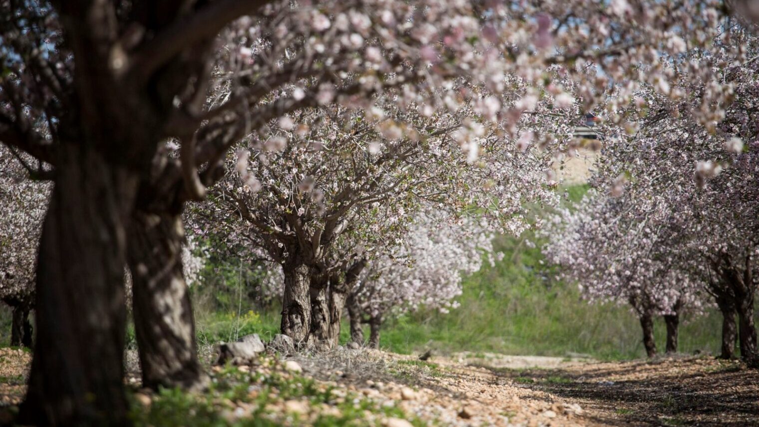 A field of blossoming almond trees in Latrun. Photo by Hadas Parush/Flash90