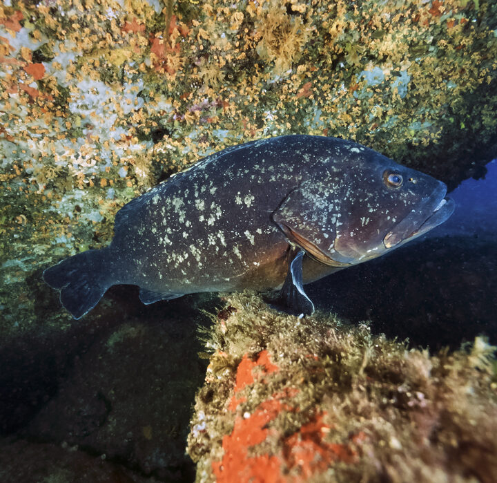 Mediterranean Sea grouper. Photo via Shutterstock