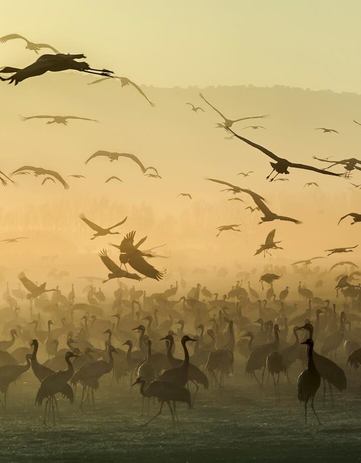 Silhouettes of cranes at sunrise at the Hula Valley nature reserve, Israel. This place is a stopping point for thousands of birds along their migration journey and considered as one of the largest concentrations of cranes in the world. Copyright: Gal Gross, Israel, Commended, Open, Wildlife, 2017 Sony World Photography Awards