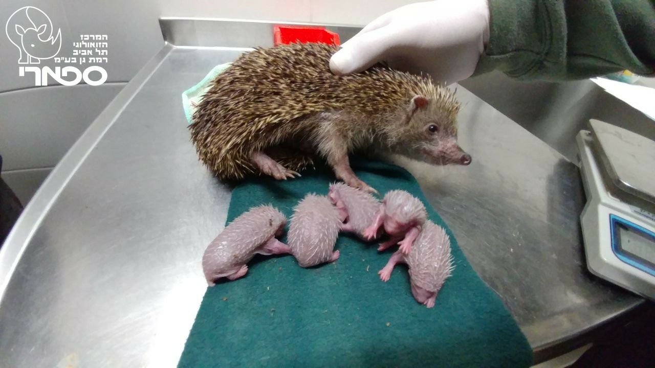 hedgehog giving birth