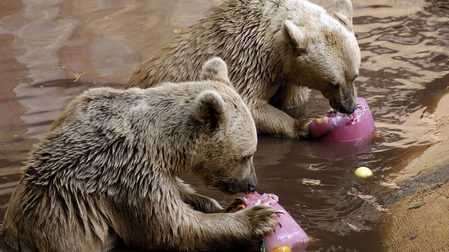 Because when it’s really hot in Israel, the bears at the Ramat Gan Safari Park get icy treats. Photo courtesy of Ramat Gan Safari