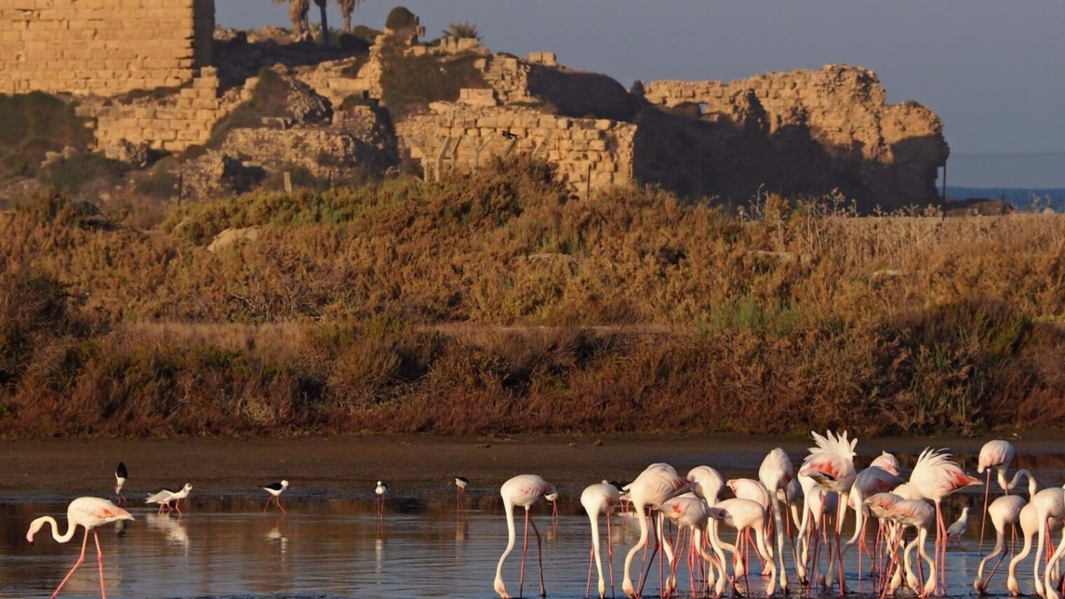 Because there are flamingos here. Flamingos in front of the ancient Atlit Fortress in northern Israel. Photo by Ilya Krivorok
