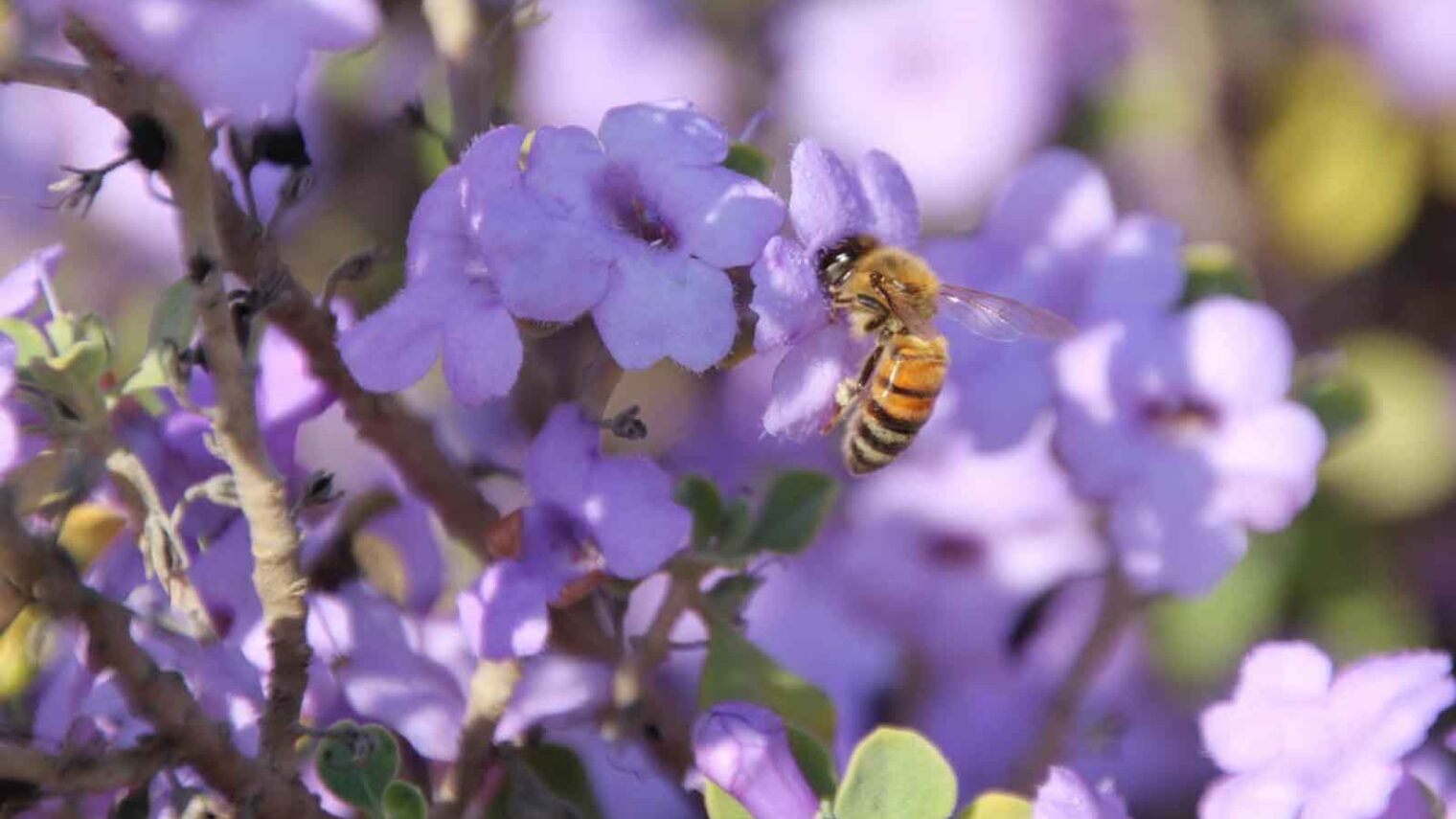 Because Israel’s honeybee population remains stable, even though it’s collapsing elsewhere around the world. A honeybee feeds on a high-pollen shrub at Gilat Nursery. Photo by Pablo Cherchasky/KKL-JNF