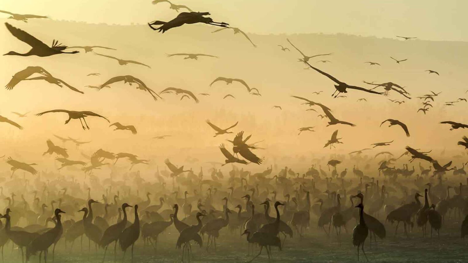 Because 500 million birds migrate across Israel every spring and fall. Silhouettes of cranes at sunrise at the Hula Valley Nature Reserve. Photo by Gal Gross, 2017 Sony World Photography Awards.