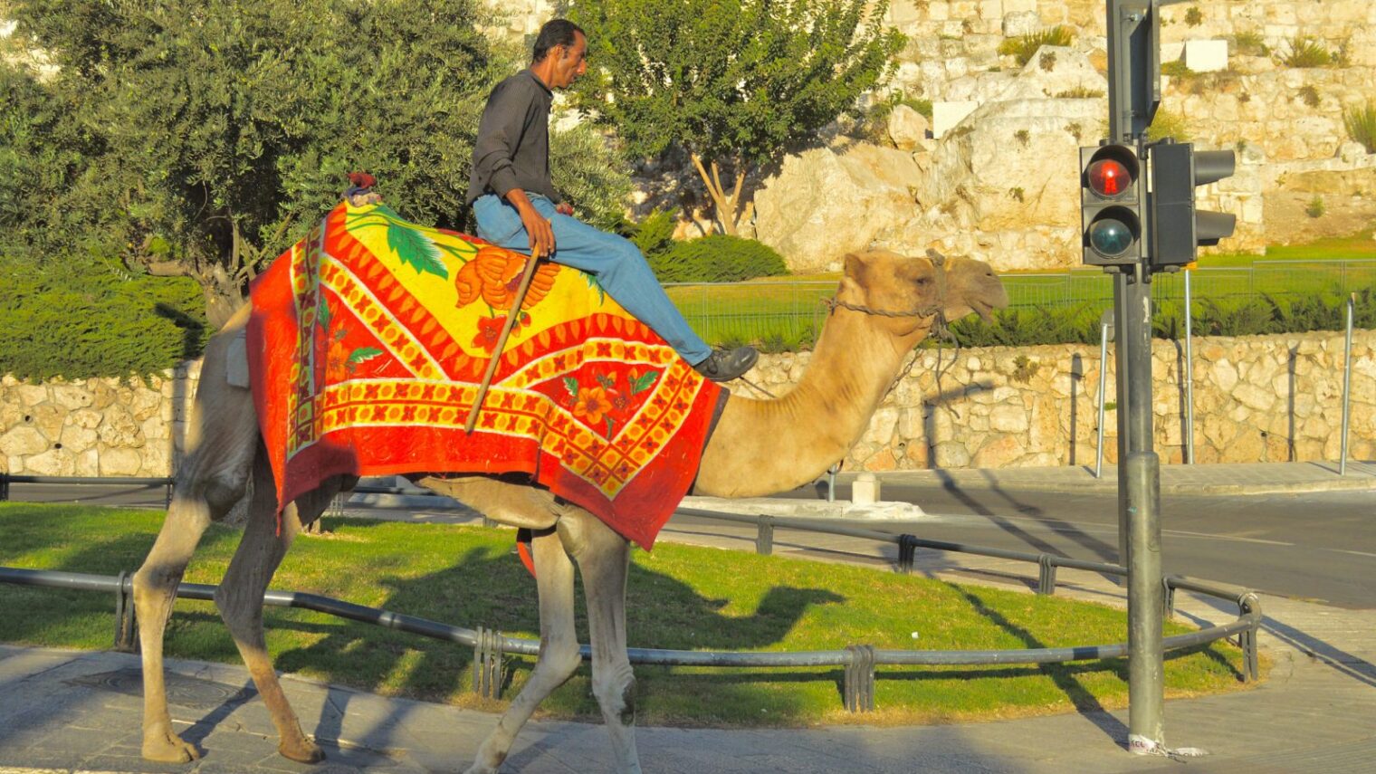 And because yes, we do have camels. A camel in Jerusalem. Photo by Daniel Santacruz