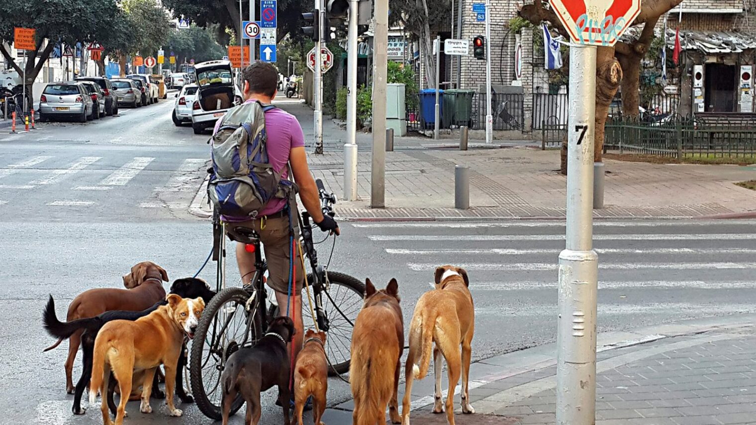 And there are also people like this. Tel Aviv dog-walker. Photo by FLASH90
