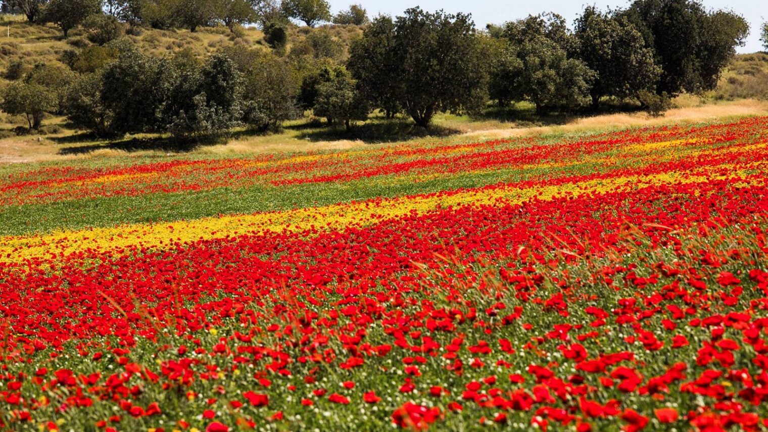 And the colors in the spring are unforgettable. Fields of blooming flowers near Bet Shemesh. Photo by Yaakov Lederman/FLASH90