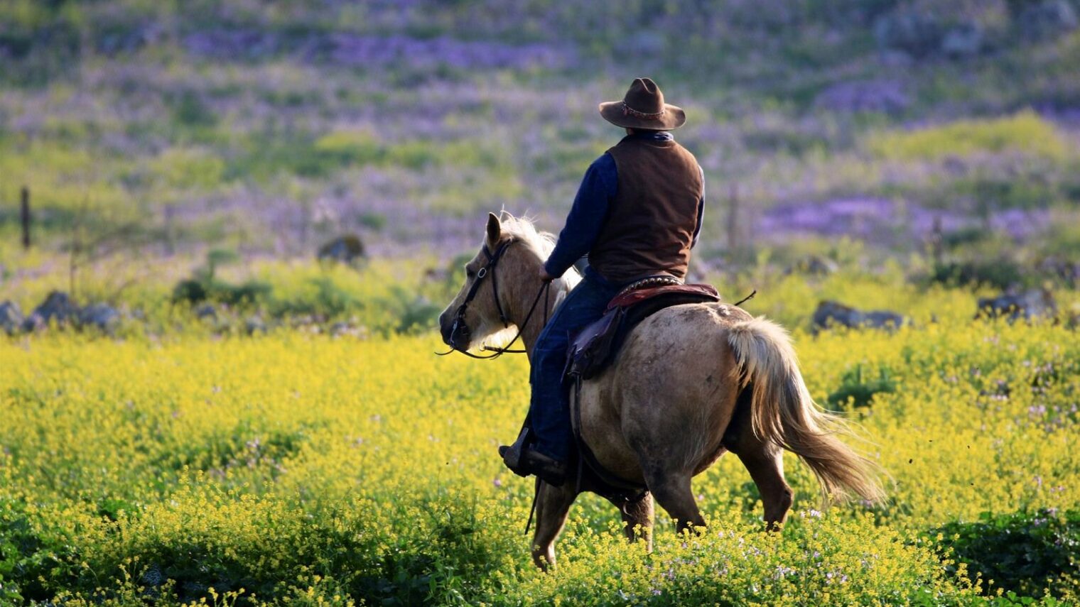 Because Israel has cowboys. Really! A cowboy at work on Kibbutz Marom Golan, in the Golan Heights. Photo by Doron Horowitz/FLASH90