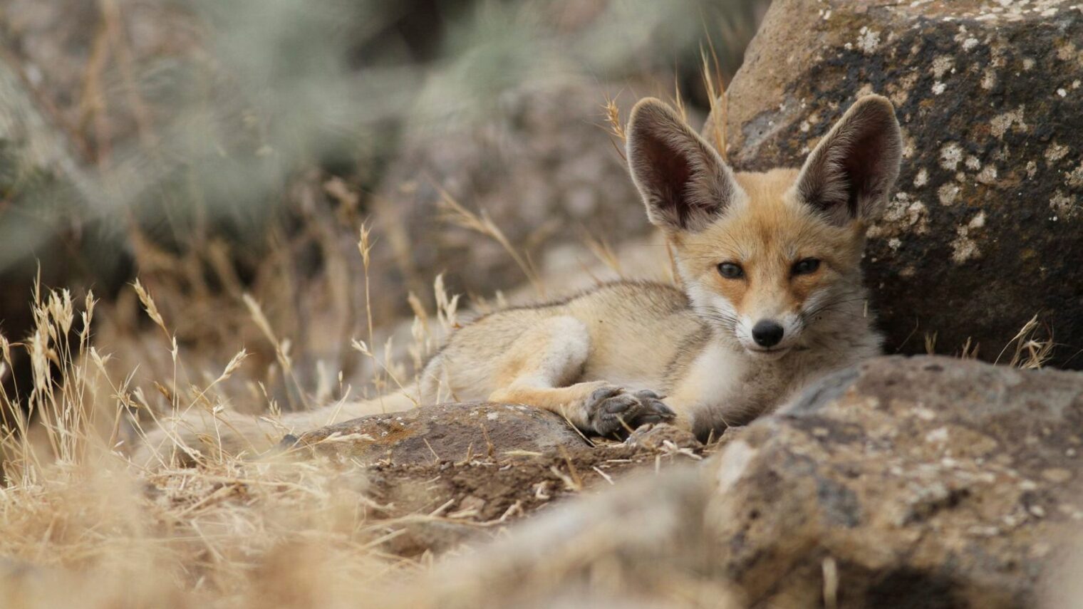 And all sorts of other wildlife. A fox in the Golan Heights. Photo by Maor Kinsbursk/FLASH90
