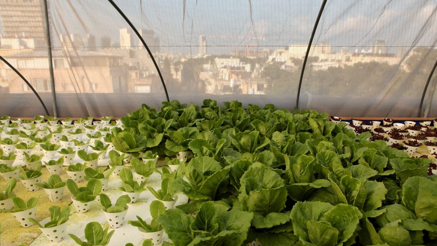 Fresh greens grown in the middle of Tel Aviv. Photo by Mendi Falk