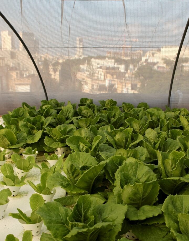 Fresh greens grown in the middle of Tel Aviv. Photo by Mendi Falk