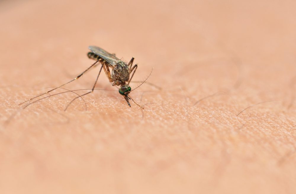 A malaria vaccine based on stabilized proteins could be used in tropical places where there is no refrigeration. Image via Shutterstock.com