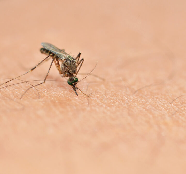 A malaria vaccine based on stabilized proteins could be used in tropical places where there is no refrigeration. Image via Shutterstock.com