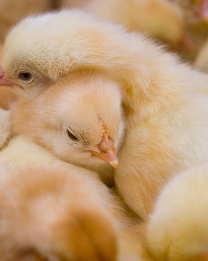Photo of baby chicks by Serhii Hrebeniuk/Shutterstock.com