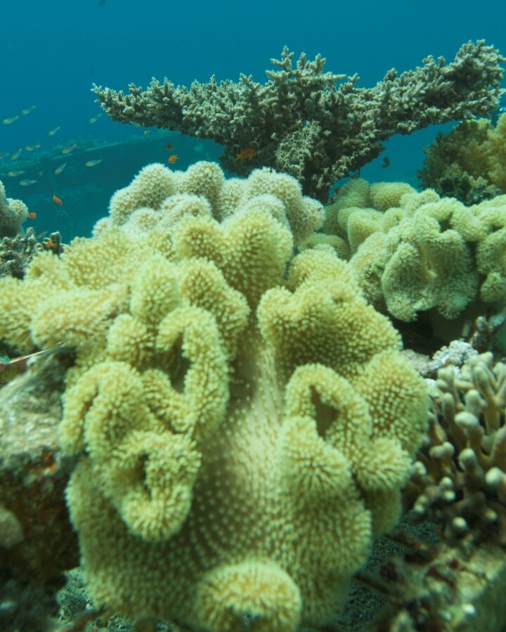 Corals in the Gulf of Aqaba. Photo courtesy of EPFL/Itamar Grinberg