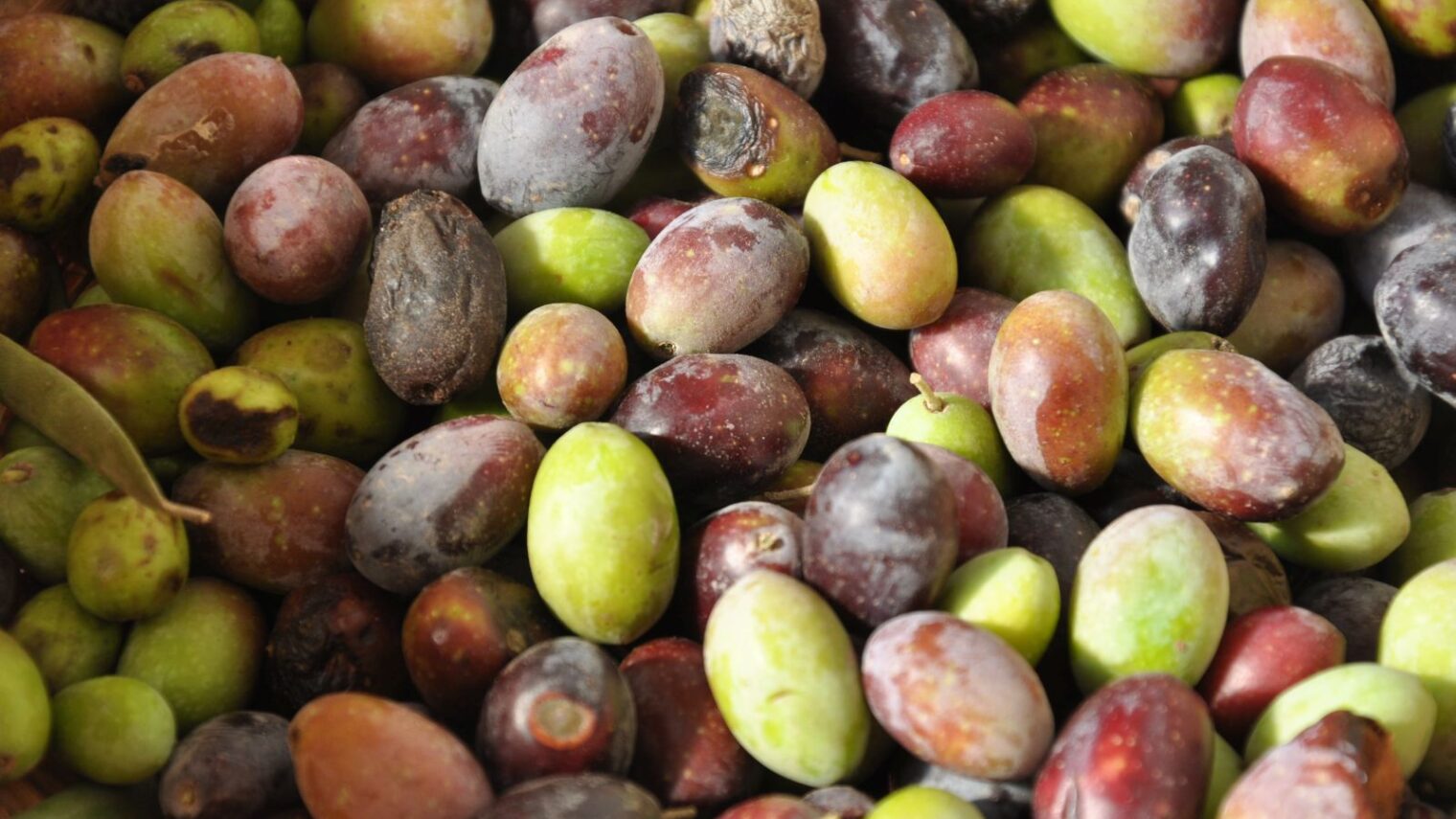 Freshly picked olives from Rish Lakish. Photo courtesy Rish Lakish