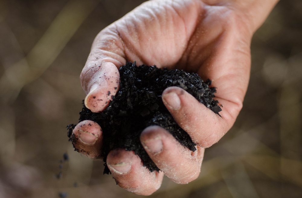 In some cases when biochar is added to soil it can improve plant growth and health. Photo via Shutterstock.com