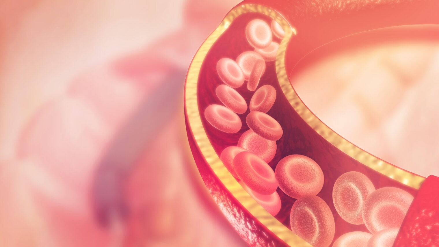 Illustration of blood cells in an artery via Shutterstock.com