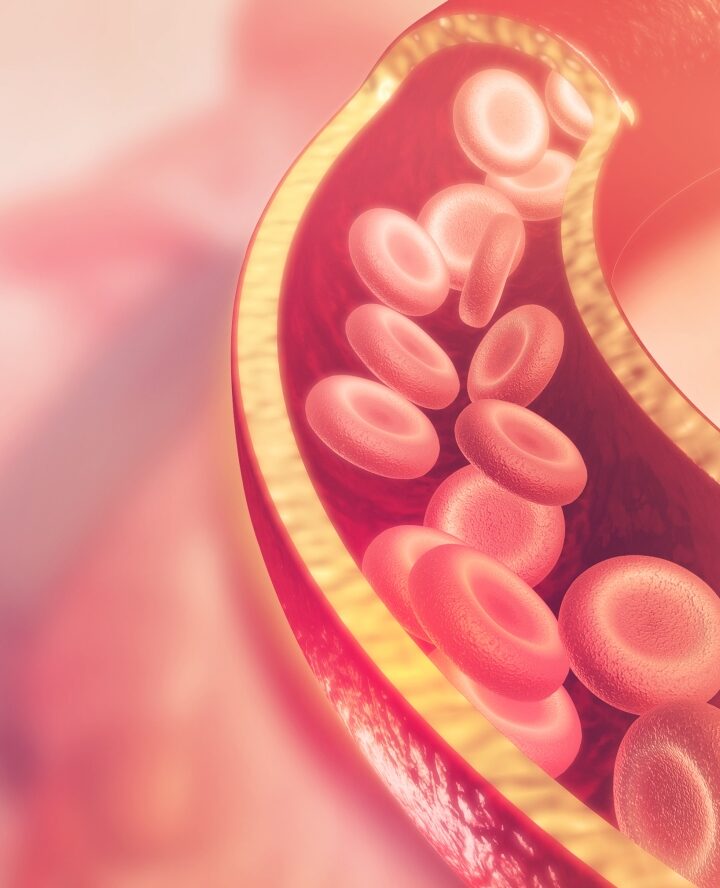 Illustration of blood cells in an artery via Shutterstock.com